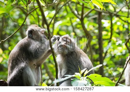 wild crab-eating macaque grooming with one another in Ubud Monkey Forest