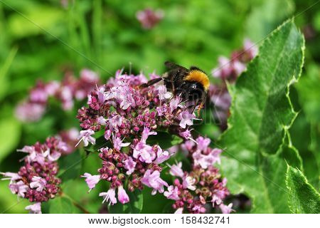 Close up image of oregano flowers with bumblebee on sunny meadow.