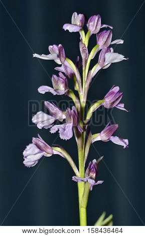 Green-winged Orchid - Anacamptis morio Pot grown at a show