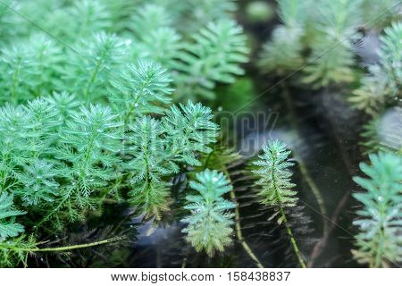 small green plants growing in water in spring