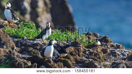Atlantic puffin (Fratercula arctica) going about their business, making nests and new puffins as they return in summer to mate on one of the bird islands in Elliston, Newfoundland.
