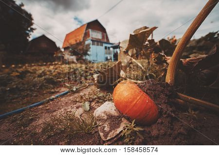 Wide angle shot of big ripe orange pumpkin growing on the ground and backed by stone surrounded by beds leaves country house in background cloudy summer or autumn day