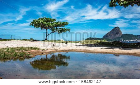 The green tree reflected in a puddle and Guanabara Bay at sunny day with Sugarloaf Mountain in the background , Rio De Janeiro, Brazil