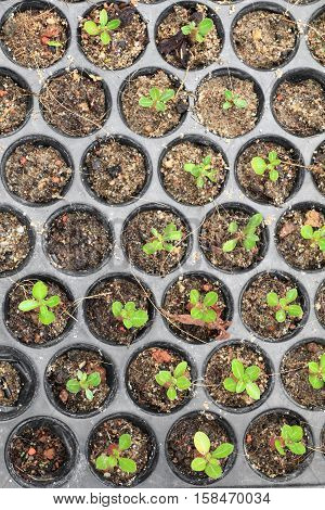 Seedlings adenium in pots Spring sprouting : Select focus with shallow depth of field. ( Top view )