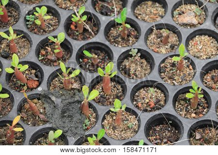 Seedlings adenium in pots Spring sprouting : Select focus with shallow depth of field. ( Top view )