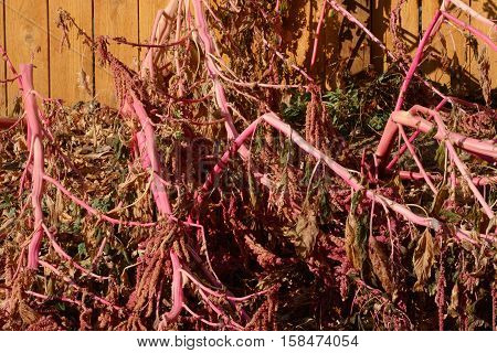 Amaranth plant now dead from neglect to prepare for first winter snow storm