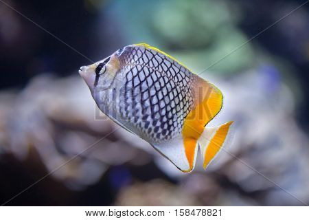Pearlscale butterflyfish (Chaetodon xanthurus), also known as the Philippines chevron butterflyfish. 