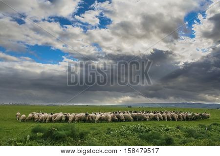 Hilly rural landscape:Alta Murgia National Park.Flock of sheep and goats grazing in a gloomy winter day.Italy,Apulia.Typical winterly scenery Apulian plateau with grasslands and agricultural land for pasture.