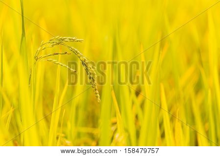 close up rice plant and seeds seletive focus with blur background and room for copy space