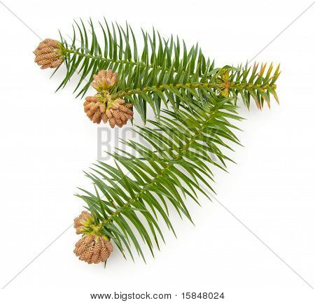 Chinafir