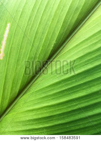 close up fresh green curcuma zanthorrhiza leaves texture