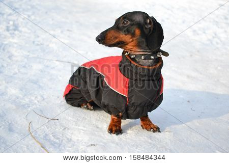 Horizontal portrait of a dog breed dachshund dog is black, his head turning left on the snow in full growth in a red jacket with a collar on a sunny day in winter