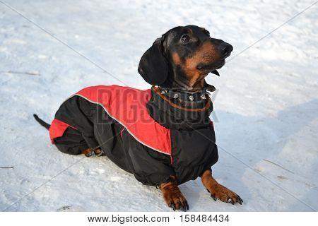 Horizontal portrait of a dog breed dachshund dog is black, full-length lying in the snow on a sunny day in a red jacket with a collar