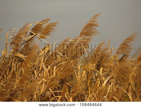 Common Reed     