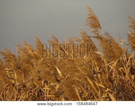 Common Reed     