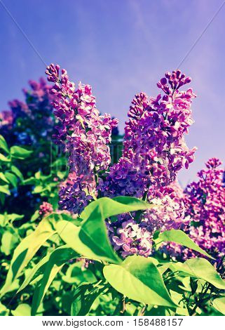 lilac bush in the early spring on a sunny day, bright purple and pink, a few bunches in full bloom, against a background of blue sky, beautiful photo, processed, preset, azure