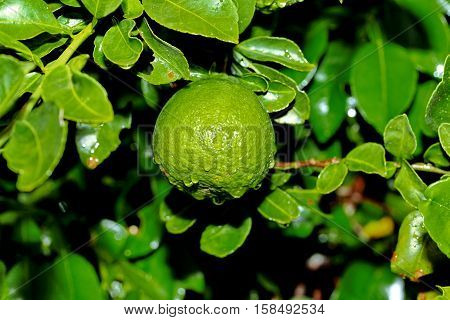 Kaffir Lime Gardening, Kaffir Lime Fruits With Water Drop On Tree.