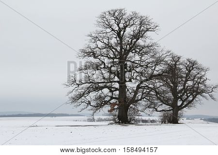 Winter landscape with two oak trees .