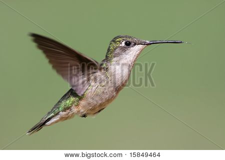 Ruby - throated Kolibri