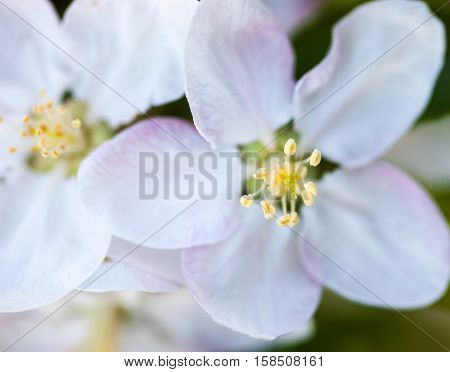 Close up of the apple tree flowers.
