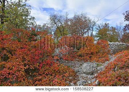 Autumn colours on display in the Carso karst limestone area of Friuli near Aurisina in north east Italy.