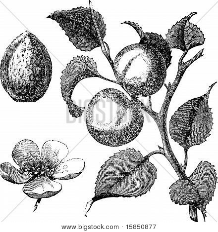 Damasco flor, árvore e Kernel antiga gravada ilustração