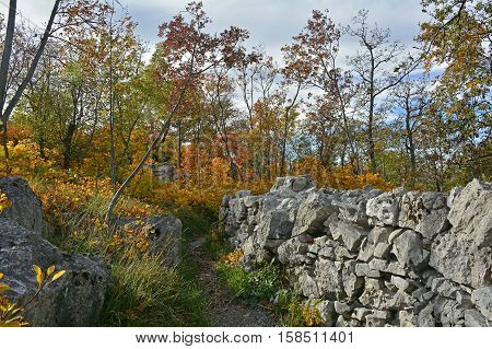 Autumn colours on display in the Carso karst limestone area of Friuli near Aurisina in north east Italy.