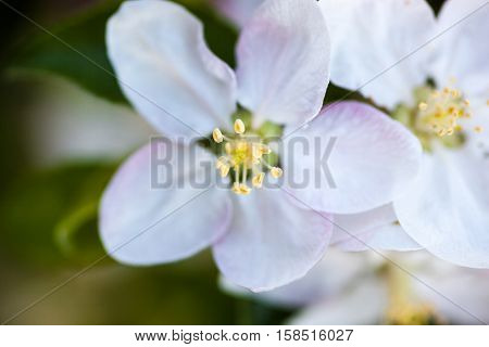Close up of the apple tree flowers.