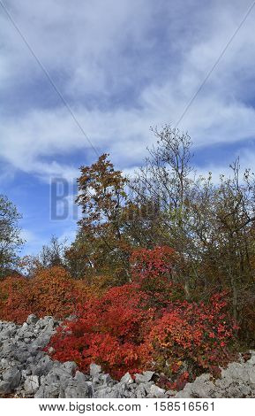 Autumn colours on display in the Carso karst limestone area of Friuli near Aurisina in north east Italy.