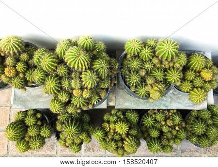 Top view of pots full of cactus succulent plant - Gymnocalycium Echinopsis calochlora