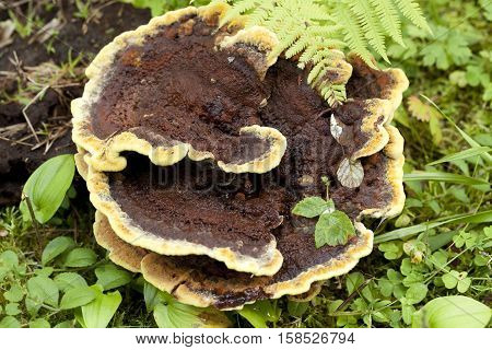 big inedible mushroom (Phaeolus schweinitzii) in forest