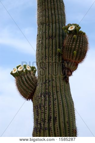 Saguaro 피