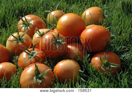 Tomatos In The Sun