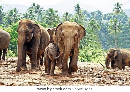 Rodina Elefant v otevřeném prostoru