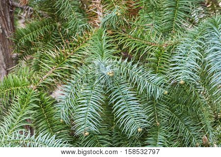 Blue-needled china fir (Cunninghamia lanceolata Glauca). Called Blue china fir also