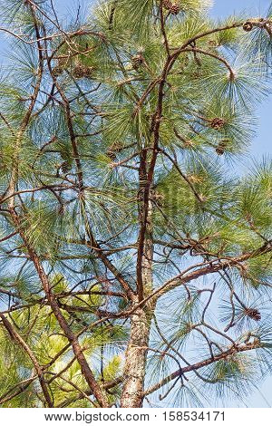 Longleaf pine (Pinus palustris). Called Southern Yellow Pine also