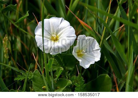 Field Bindweed Blossoms / An unusual pair of blossoms there is a heart shaped spot on the right blossom of Field Bindweed.