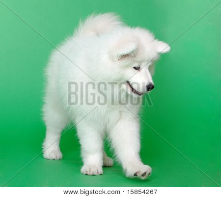 Samoyed hund