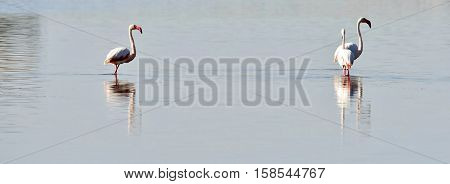 Close up of a lesser Flamingos in the water