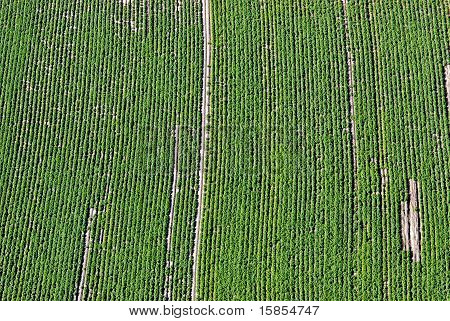 Aerial View Of Green Field