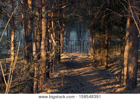 footpath in a mistic forest blue fog