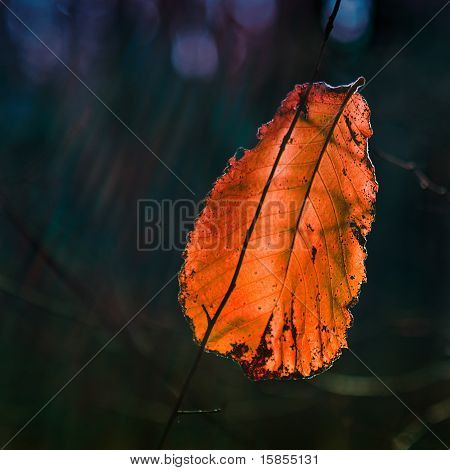 Autumn Leaf