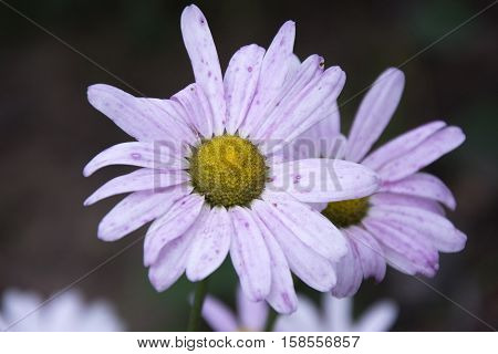 Dissolve pink daisy chamomile field close up on a dark background