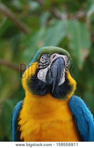 Fantastic face of a blue and yellow macaw bird.