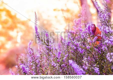 Purple forest flowers under a warm sunlight