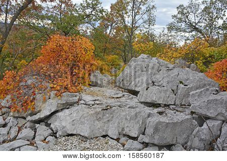 Autumn colours on display in the Carso karst limestone area of Friuli near Aurisina in north east Italy.