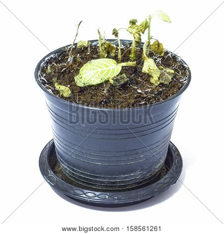 One dead plant in a plastic pot, white background
