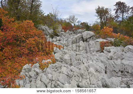 Autumn colours on display in the Carso karst limestone area of Friuli near Aurisina in north east Italy.
