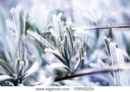 Frosty winter closeup photo of a rosemary