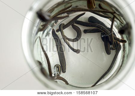 Hirudotherapy. Medical leeches in water before therapy